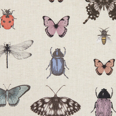 PAPILIO