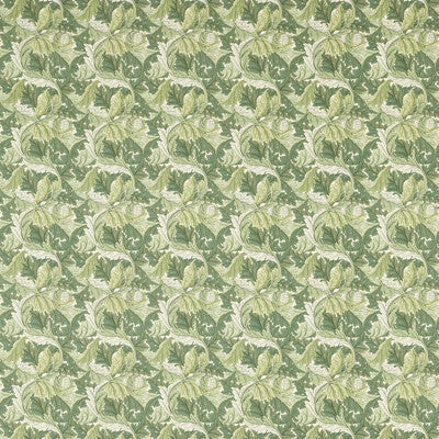 ACANTHUS